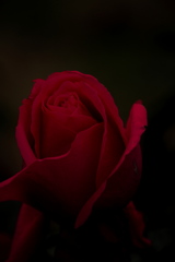 真っ赤なバラに魅せられて