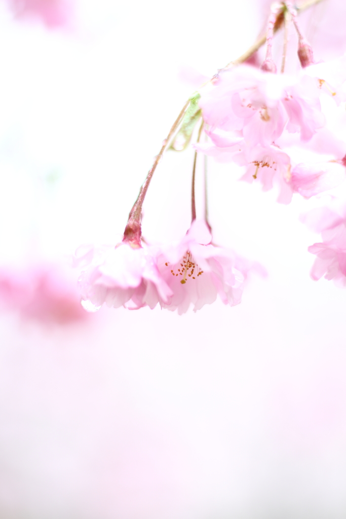 ねがいよとどけ