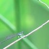夏色