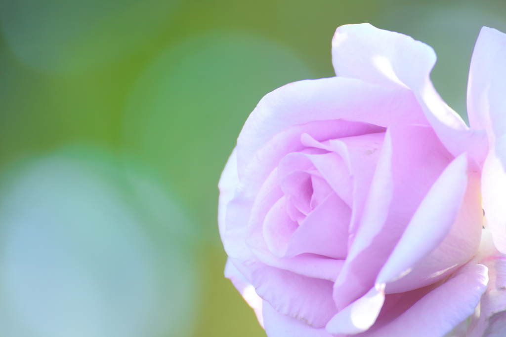 blue？pink？purple？