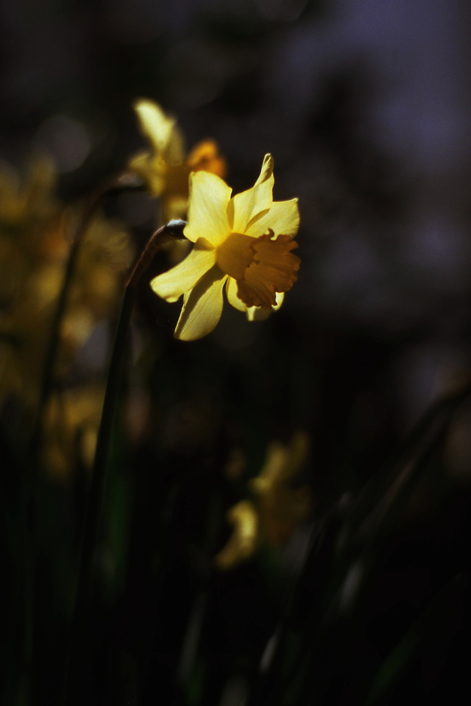 清らかな冬の花