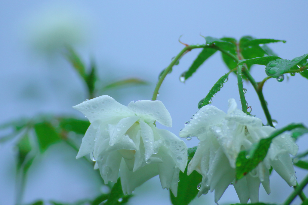雨の中ふたり