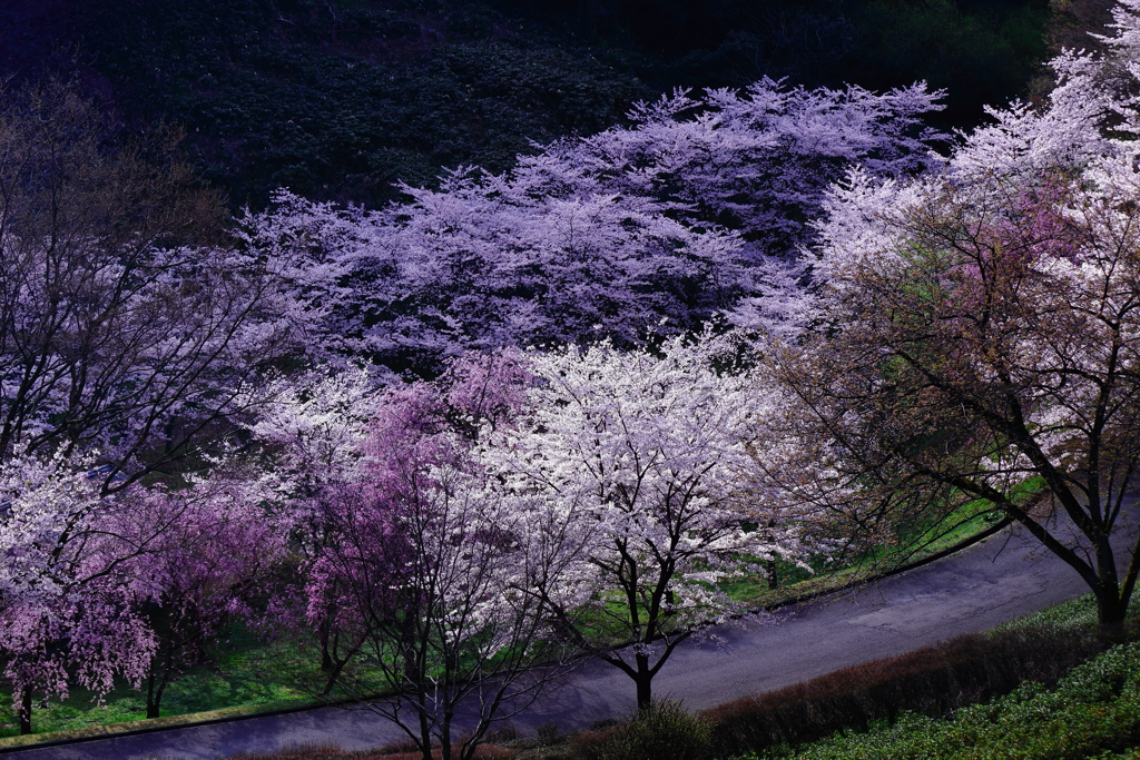 桜の頃に