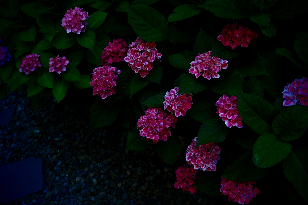 季節の花を愛でる