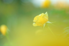 Yellow　September