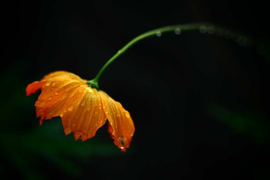 こころの雨