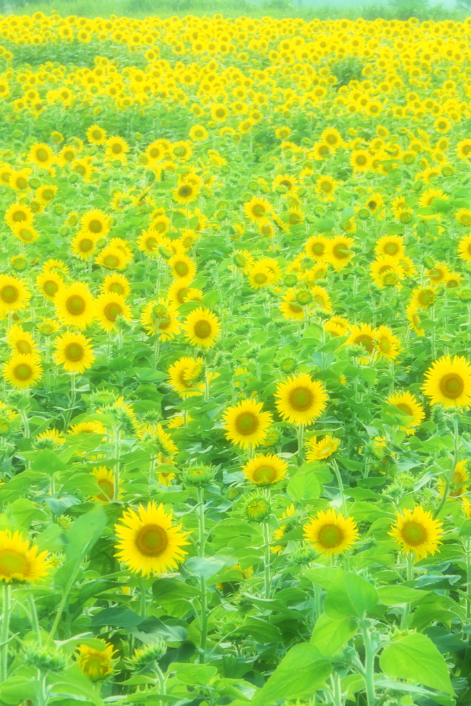 爽やかに