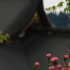 お寺の屋根と