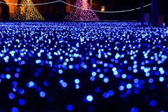 玉ボケの海