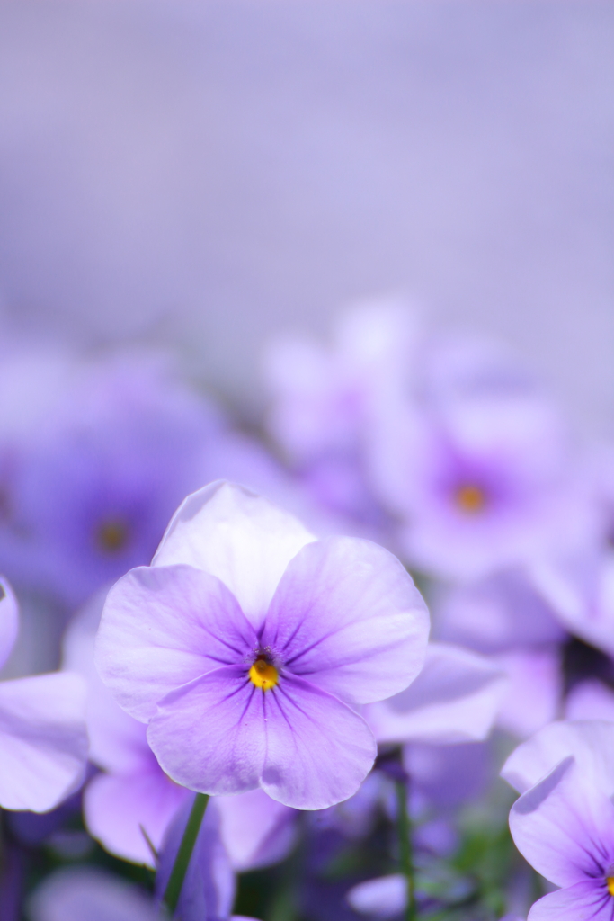 sexual violet