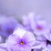 sexual violet