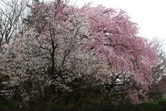 大乗寺山のてっぺんに