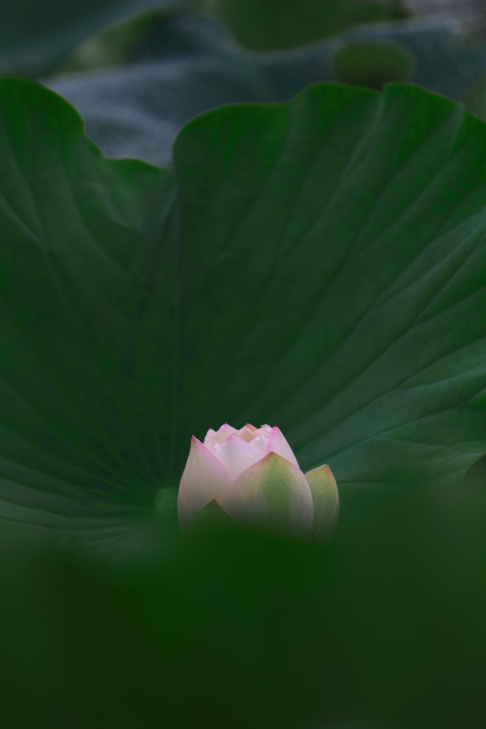 つつまれて