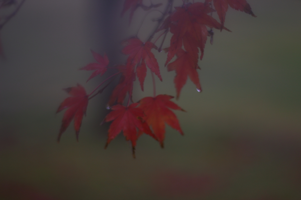 霧雨