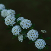 いっぱいの花束