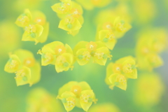 ちいさな世界