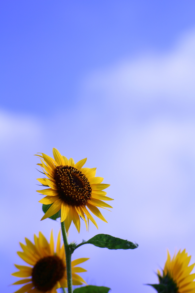 夏の空を見上げれば