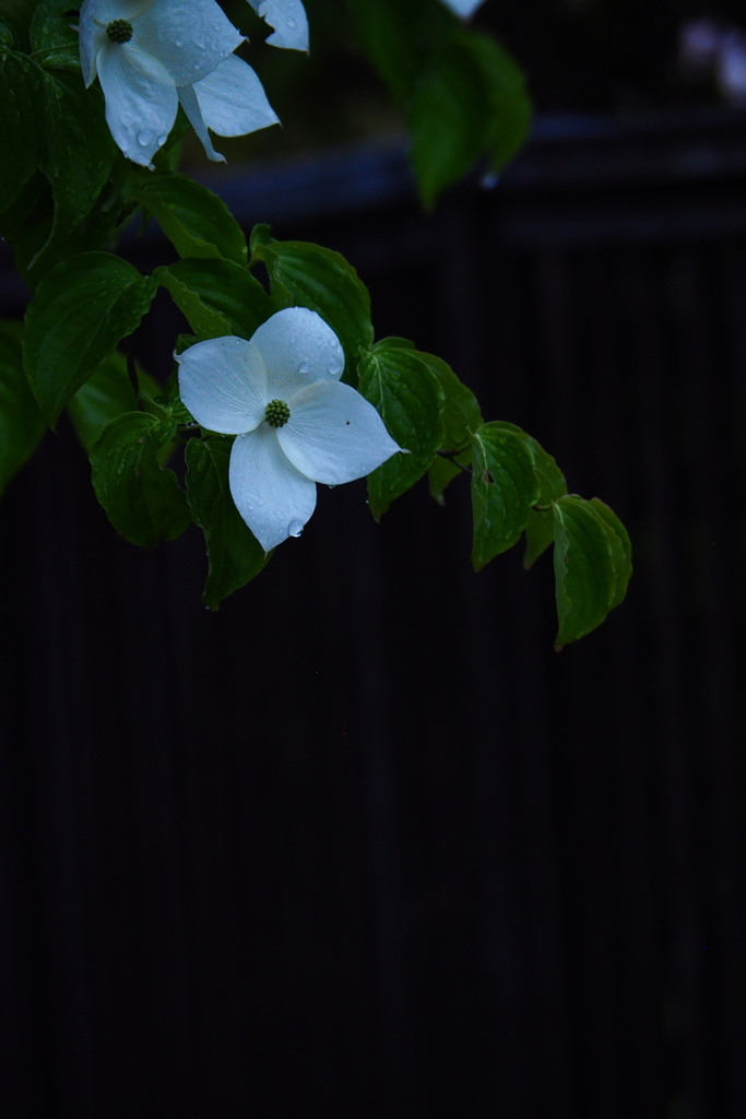 雨音