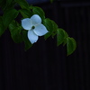 雨音