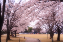ほのぼの桜