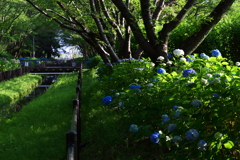 梅雨の晴れ間に