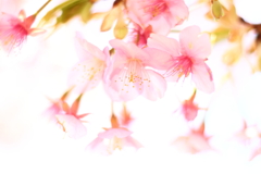ひかり