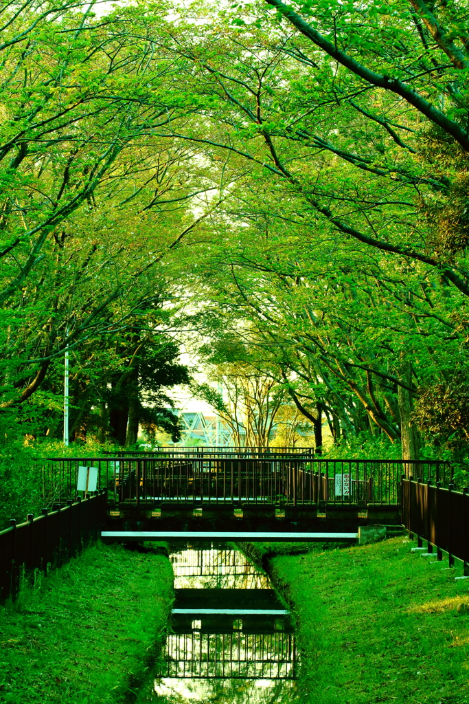 緑の水路