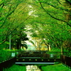 緑の水路