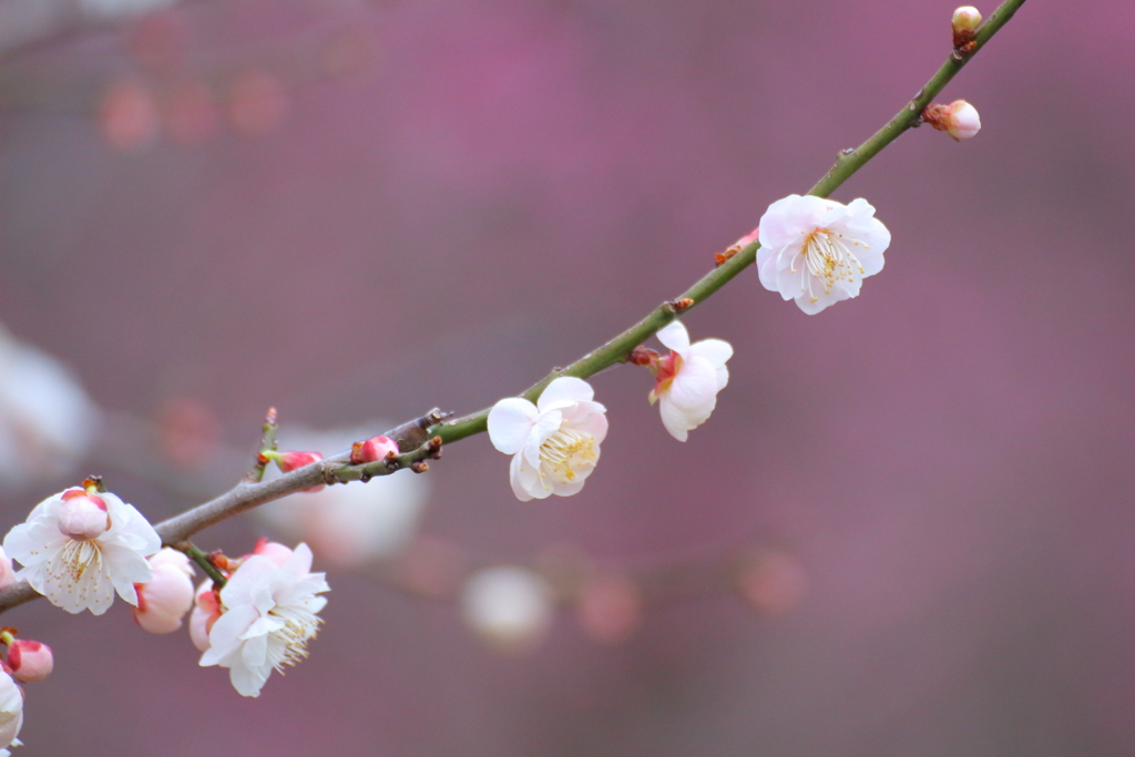 春先に訪れた可愛い天使たち