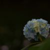 梅雨じんわり