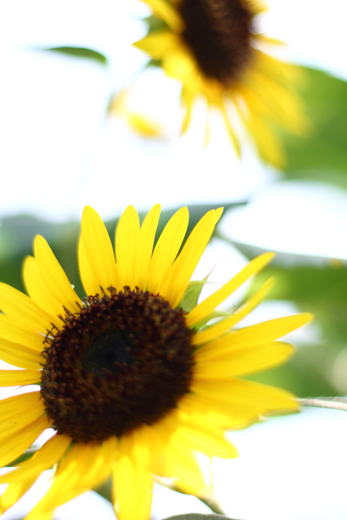 まぶしいくらいに