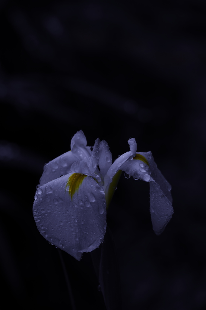 銀の雨
