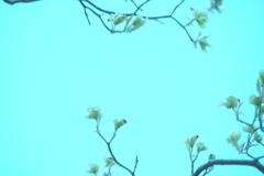 空に咲く花