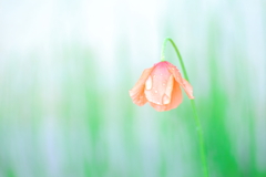 ひとり