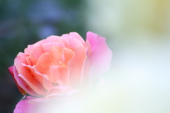 Disneyland Rose