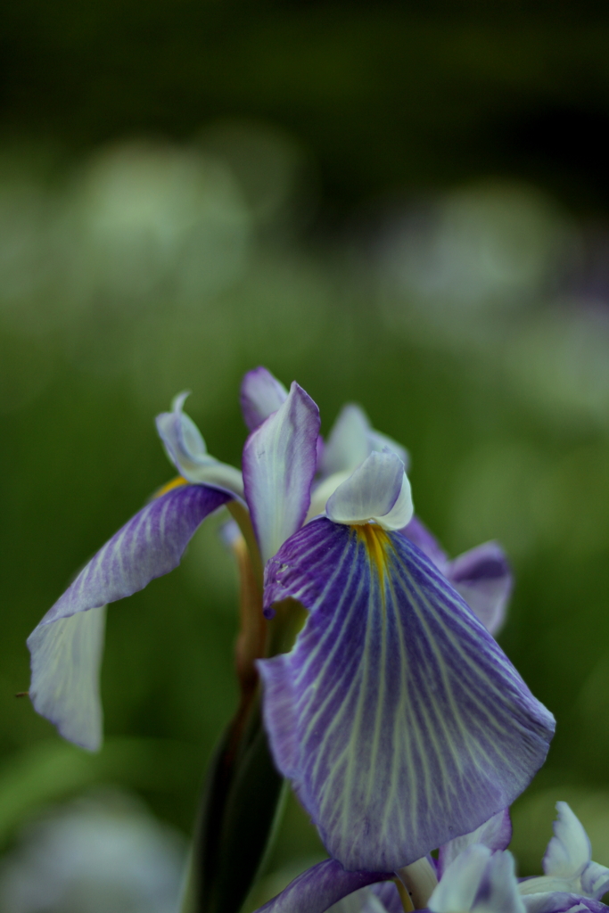 悲しみの果てにも花は咲く