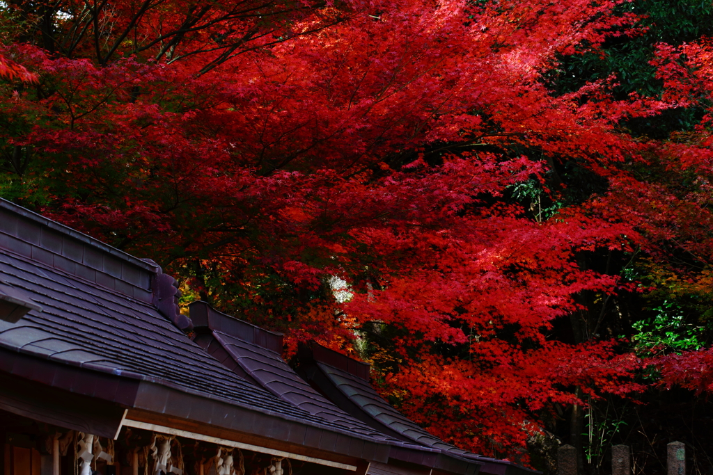 神様の紅葉