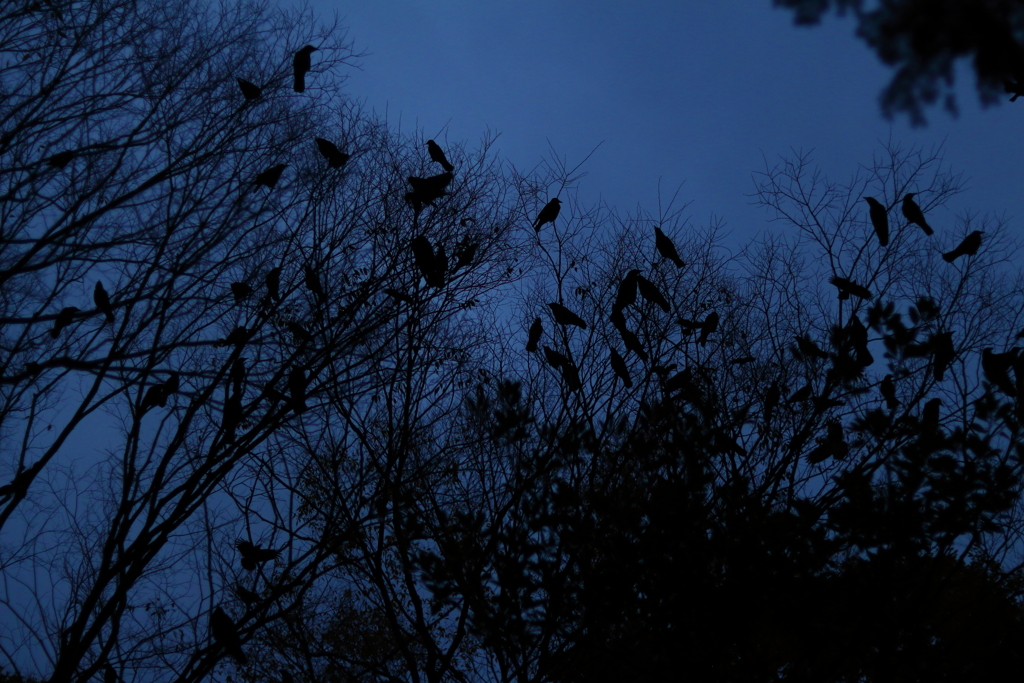 黒の群れ
