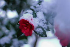 雪の降る日に