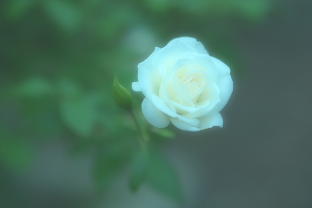 朝に見る夢