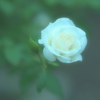 朝に見る夢