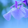 蒼の輪舞