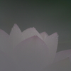 夏の終わりⅣ