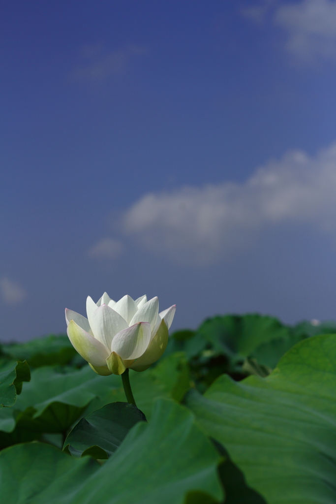 夏空！