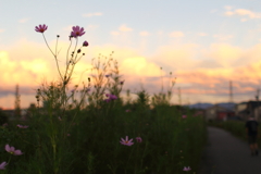 夕暮れ小道かえり道