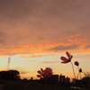コスモス夕暮れ帰り道