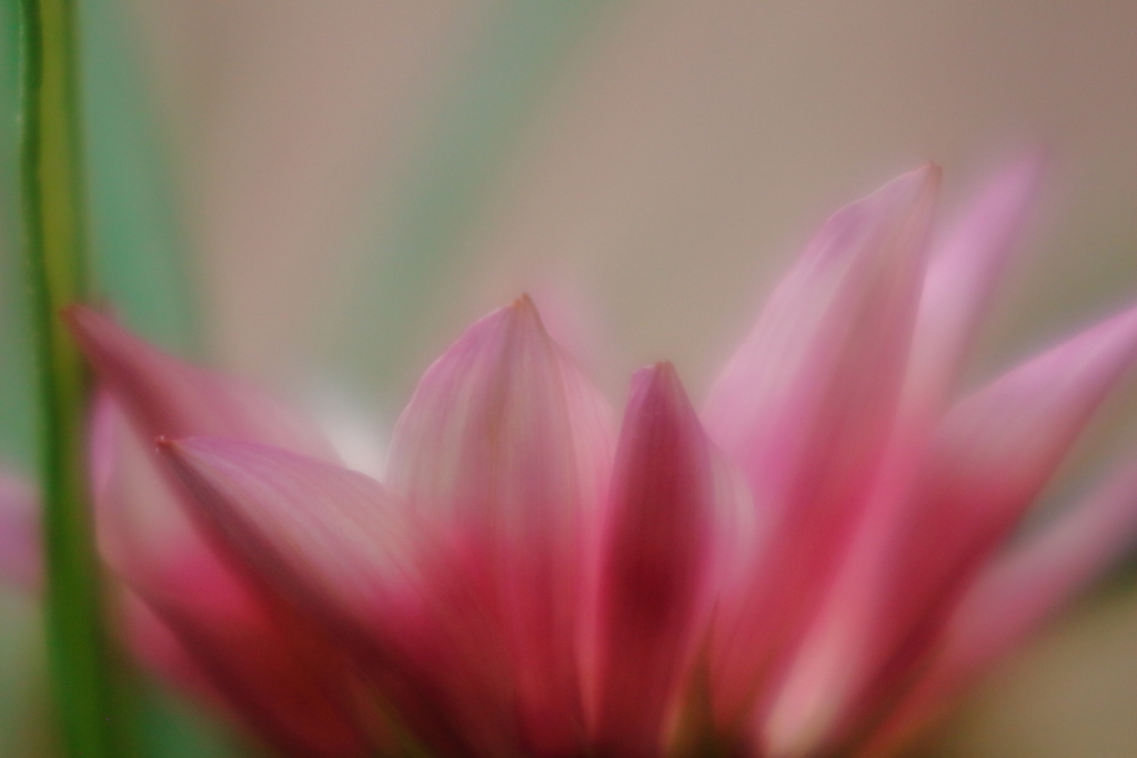 滲んだ花
