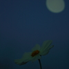 今宵の月と