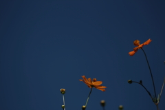 月光