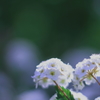 春の花たち1